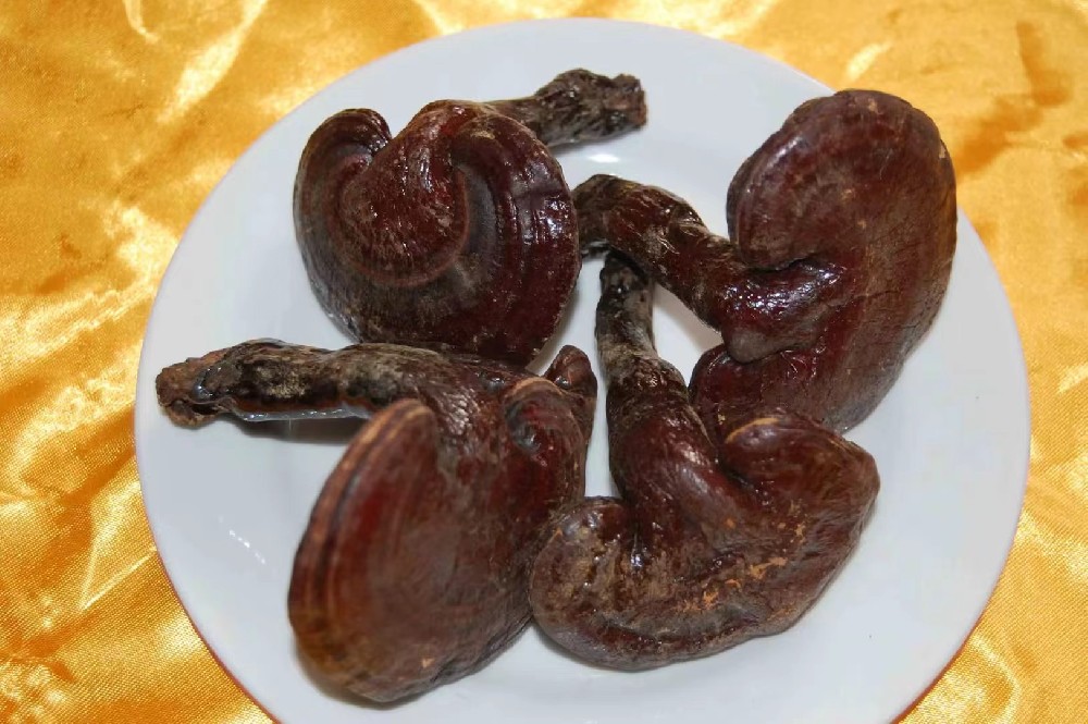 灵芝的作用与功效